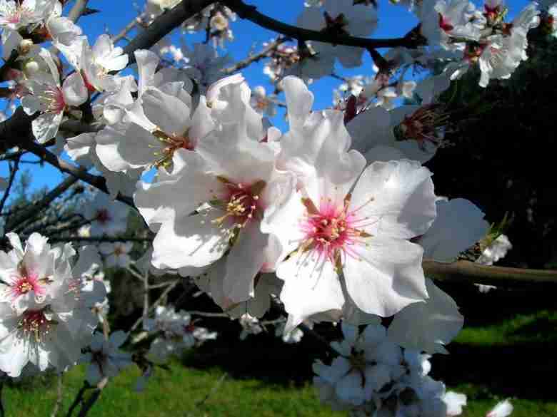 Fiori del mandorlo