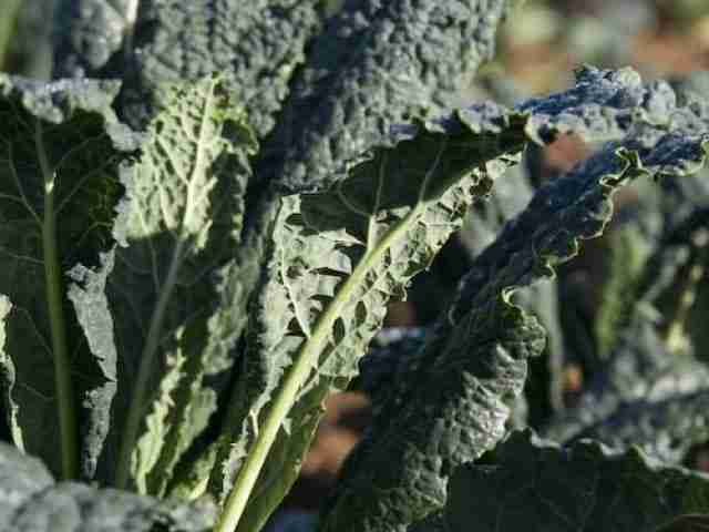 Foglie di cavolo nero