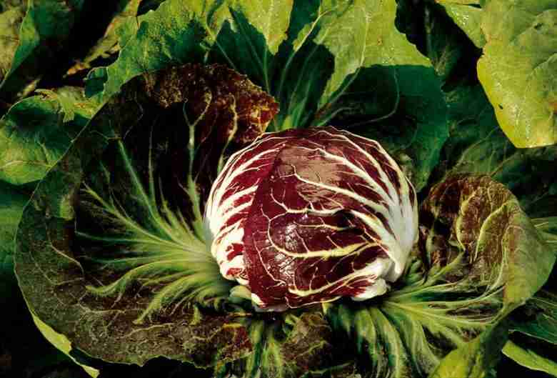 Radicchio