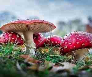 Amanita muscaria