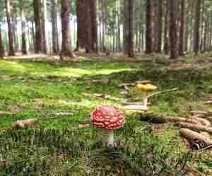 Amanita muscaria