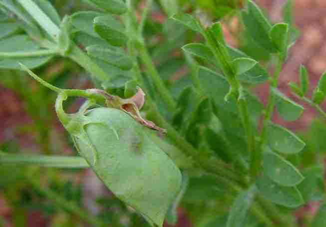 Baccello di lenticchia