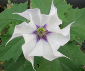 Fiore di Datura stramonium