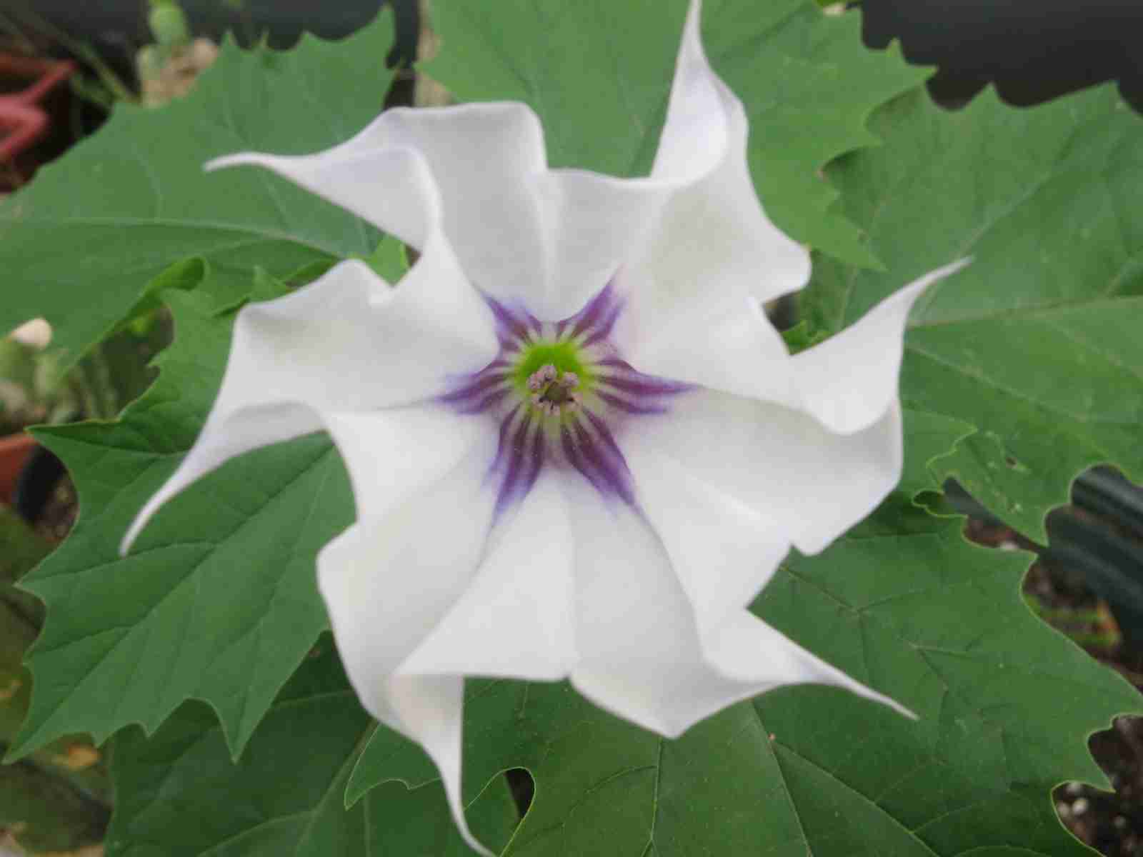 Fiore di Datura stramonium