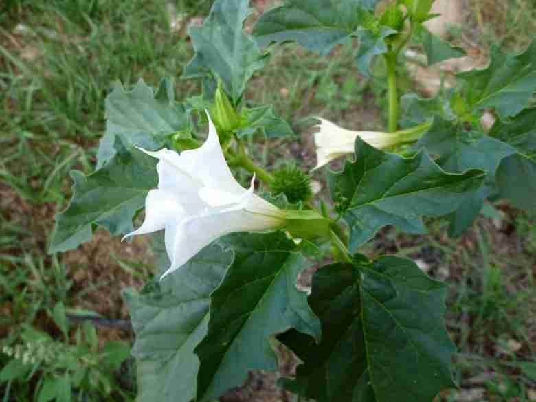 Fiore di Stramonio comune