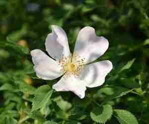 Fiore di rosa canina