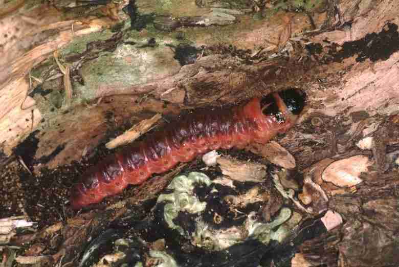 Larva di rodilegno rosso