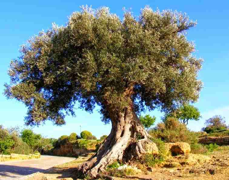 Albero di olivo