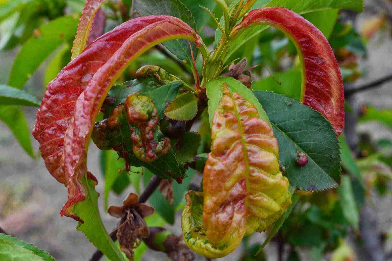 Bolla del pesco Taphrina deformans