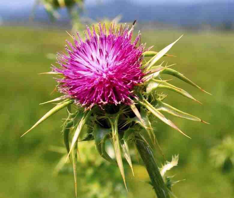 Fiore di cardo mariano