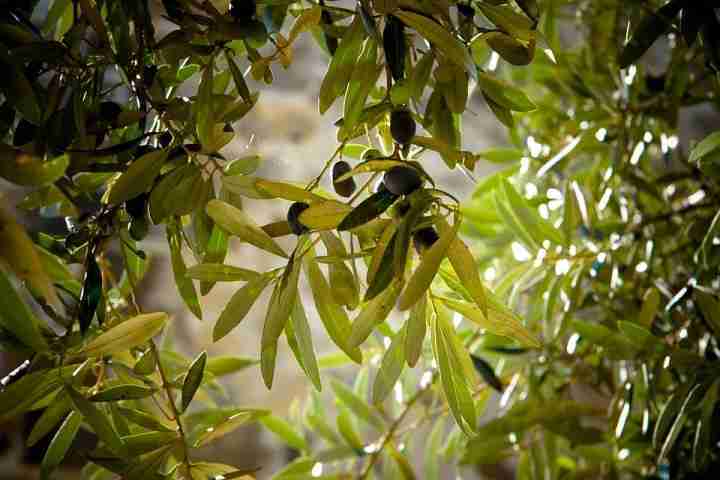 olive leaf for diabetes