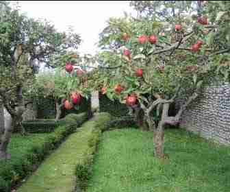 Piantare un albero da frutto in giardino