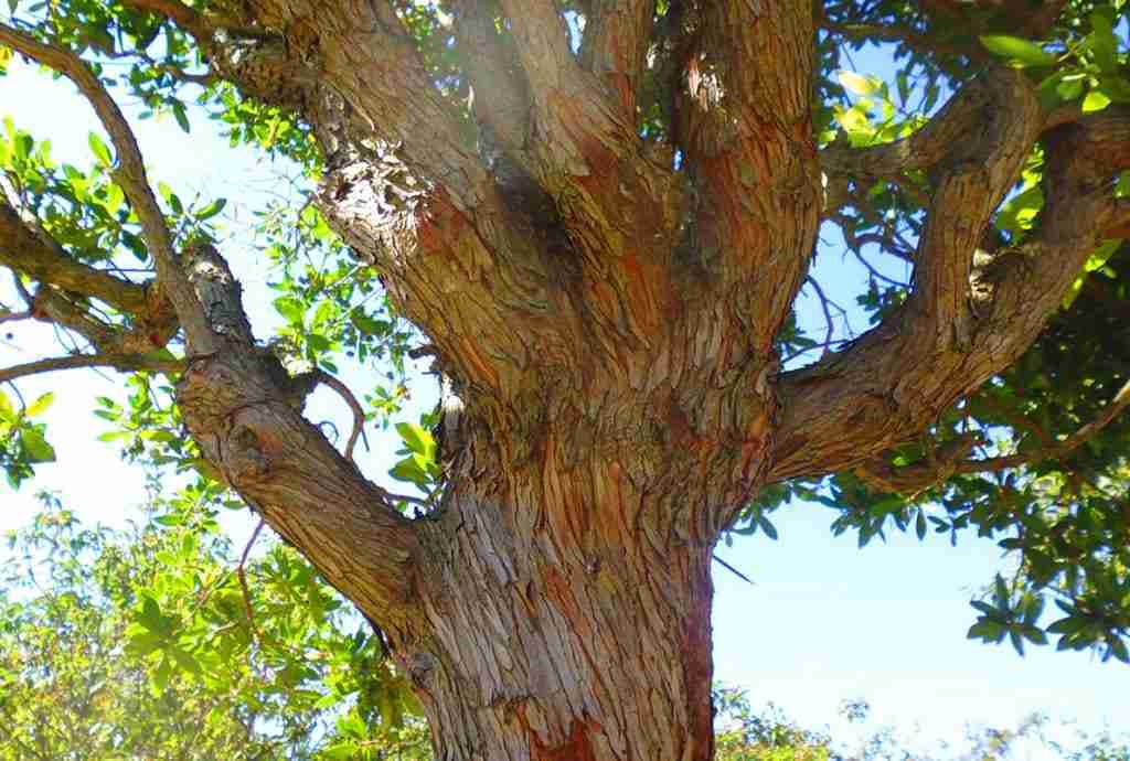 Albero di corbezzole