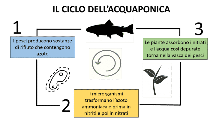 Ciclo acquaponica