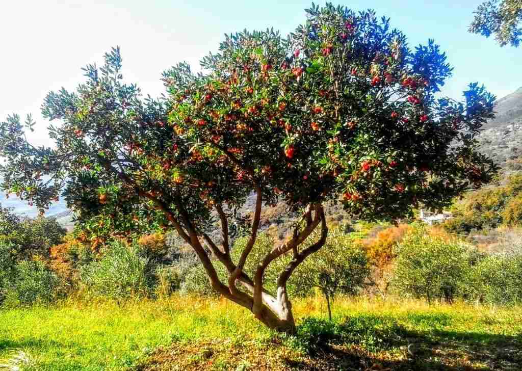 Il corbezzolo. Caratteristiche, coltivazione e proprietà benefiche