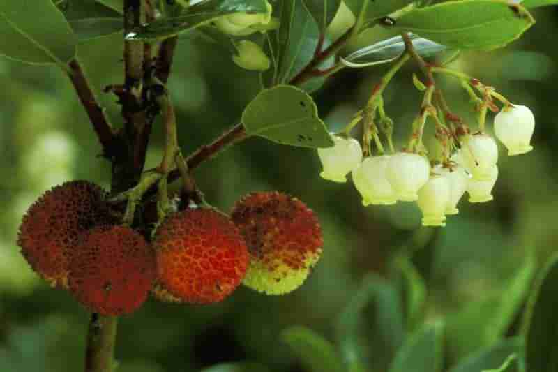 Fiori e frutti di corbezzolo