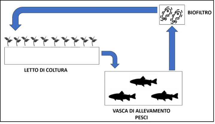 Schema del sistema di acquaponica