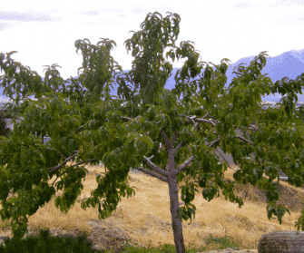 Albero di pesche