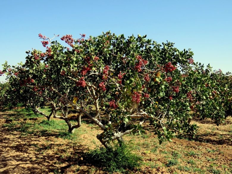 Albero di pistacchio