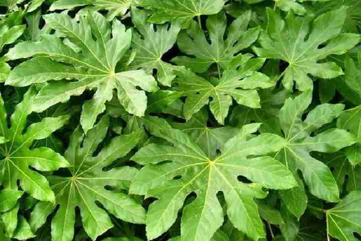 Aralia fatsia japonica