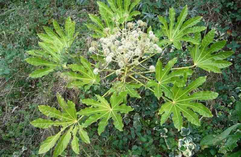 Fiori di aralia