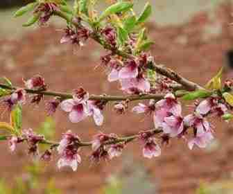 Fiori di pesco