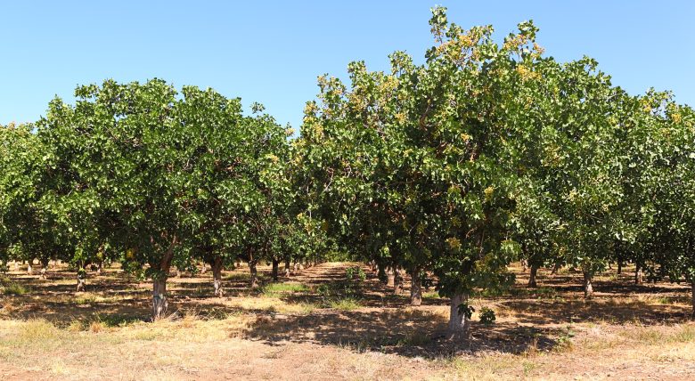 Impianto di alberi di pistacchio