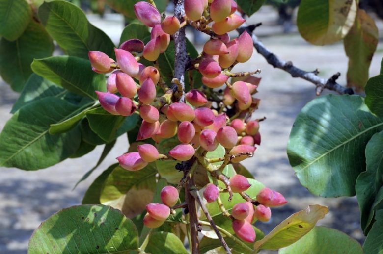 frutti del pistacchio