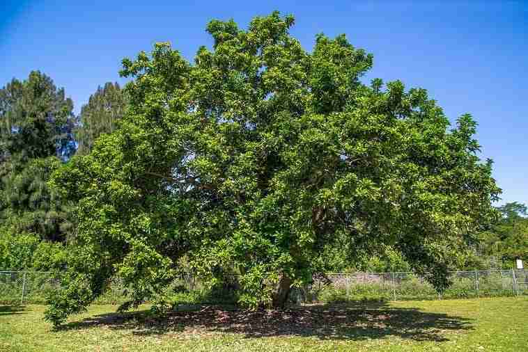 Avocado albero