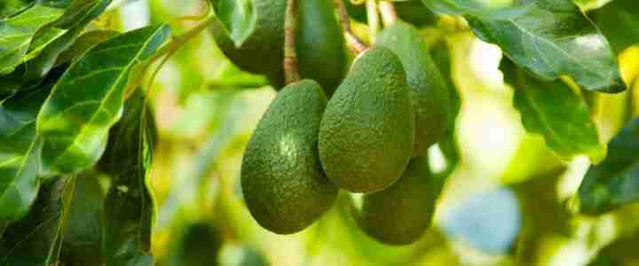 L’avocado. Ecco come coltivare l’albero nel frutteto Avocado frutti