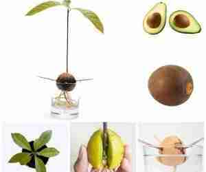 Avocado riproduzione per seme