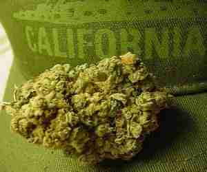Cannabis californiana