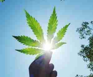 Cannabis light