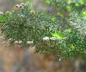 Erica arborea apice vegetativo