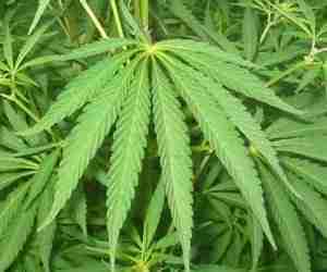 Foglie di cannabis sativa