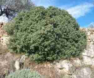 Lentisco a cespuglio su rocce