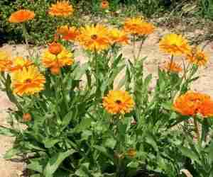 Calendula officinalis
