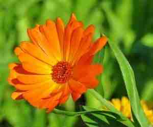 Calendula officinalis