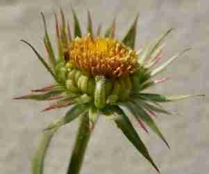 Fiore di Calendula officinalis
