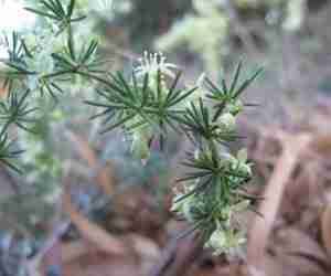 Foglie e fiori di asparagi selvatici