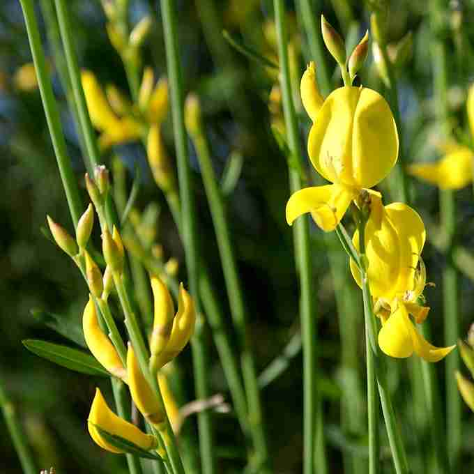 Ginestra fiori