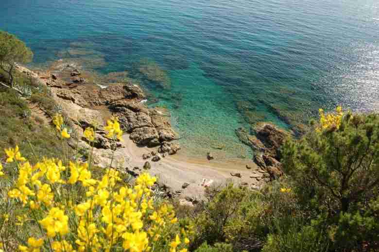 Ginestra sul mare