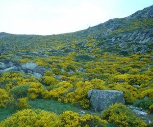 Ginestreto tra le rocce