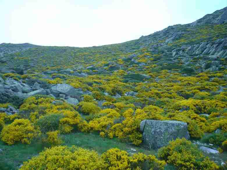 Ginestreto tra le rocce