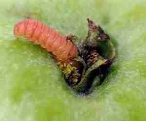 Larva adulta di Carpocapsa
