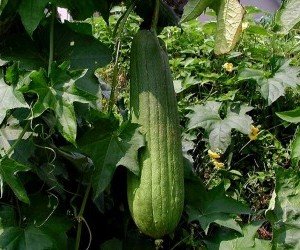 Luffa Quando Seminare