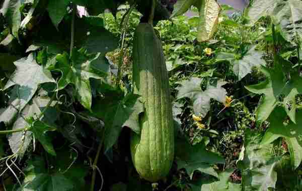 Luffa cylindrica