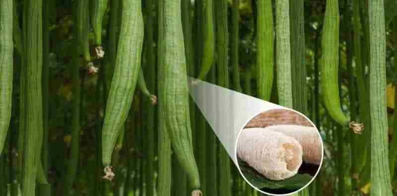 Luffa