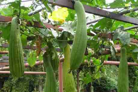 Luffa nel pergolato