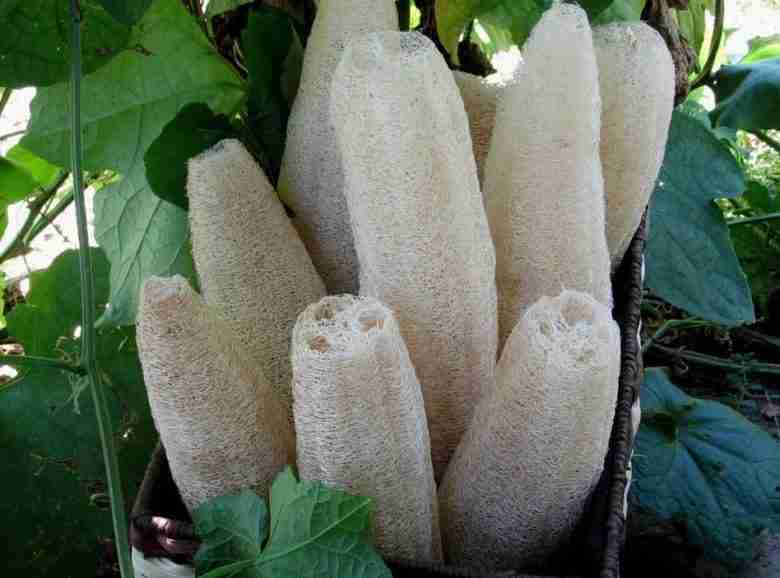 Luffa spugna vegetale